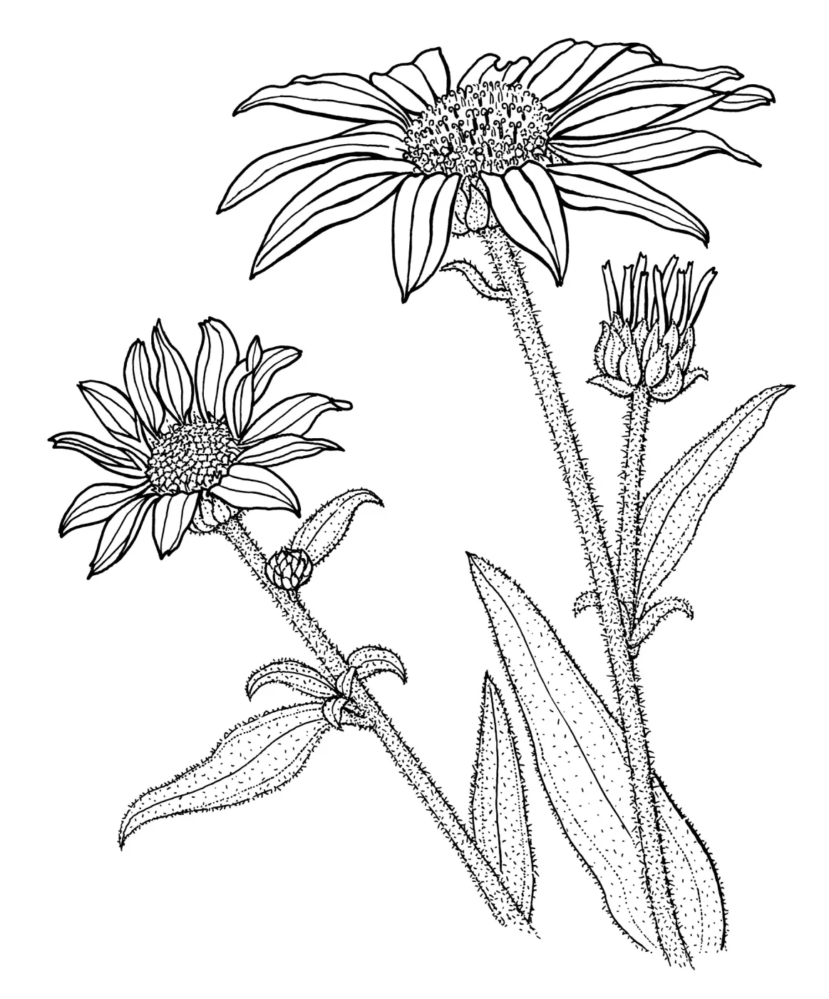 California Sunflower