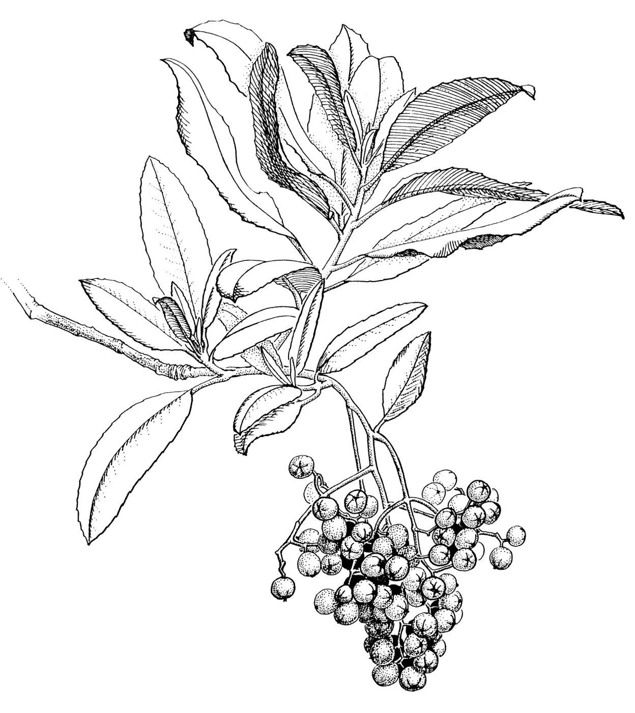 Toyon