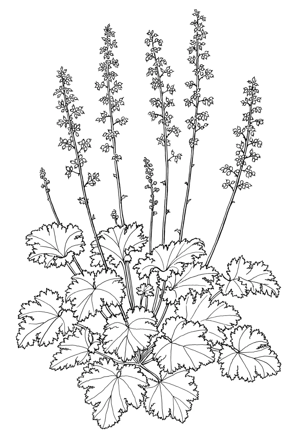 Island Alum root