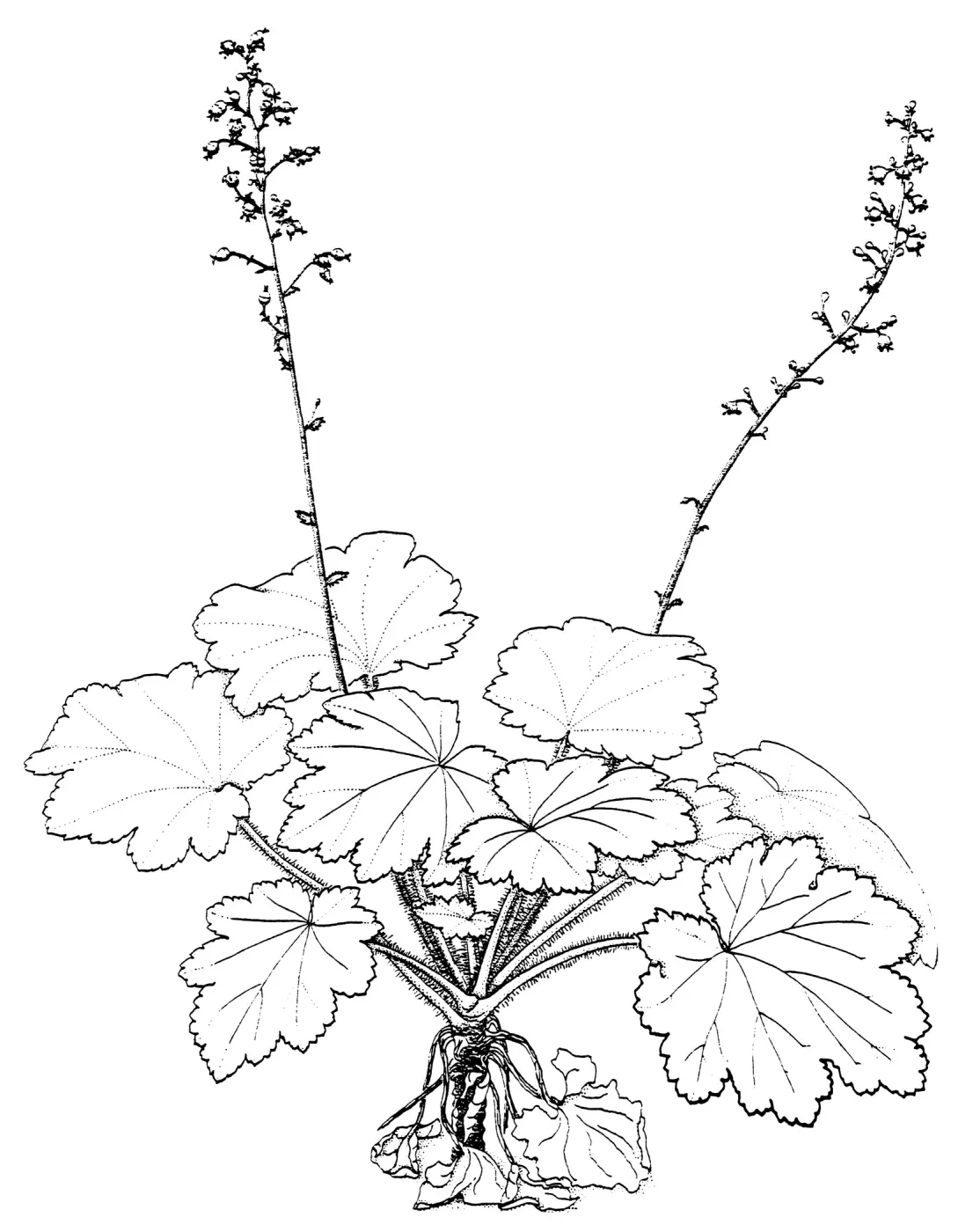 Island Alum root