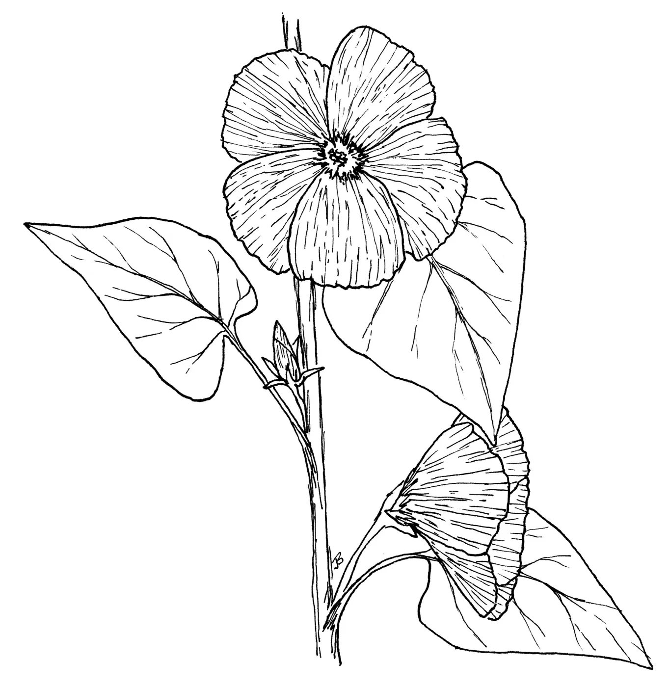California Hibiscus