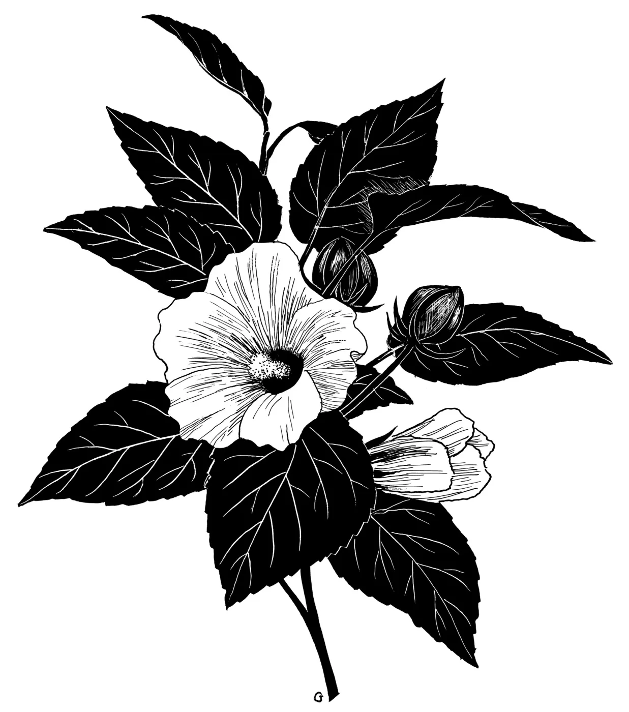 California Hibiscus