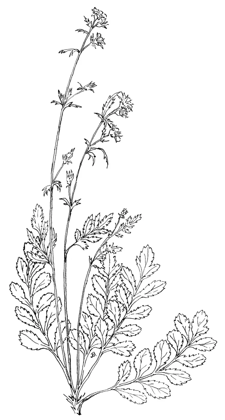 Lindley Cinquefoil