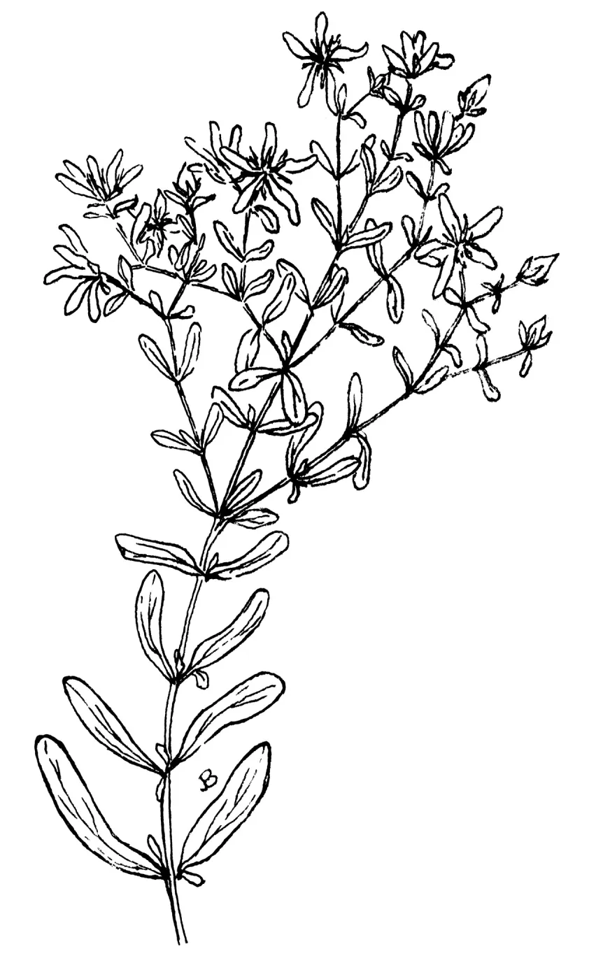 St. Johns Wort