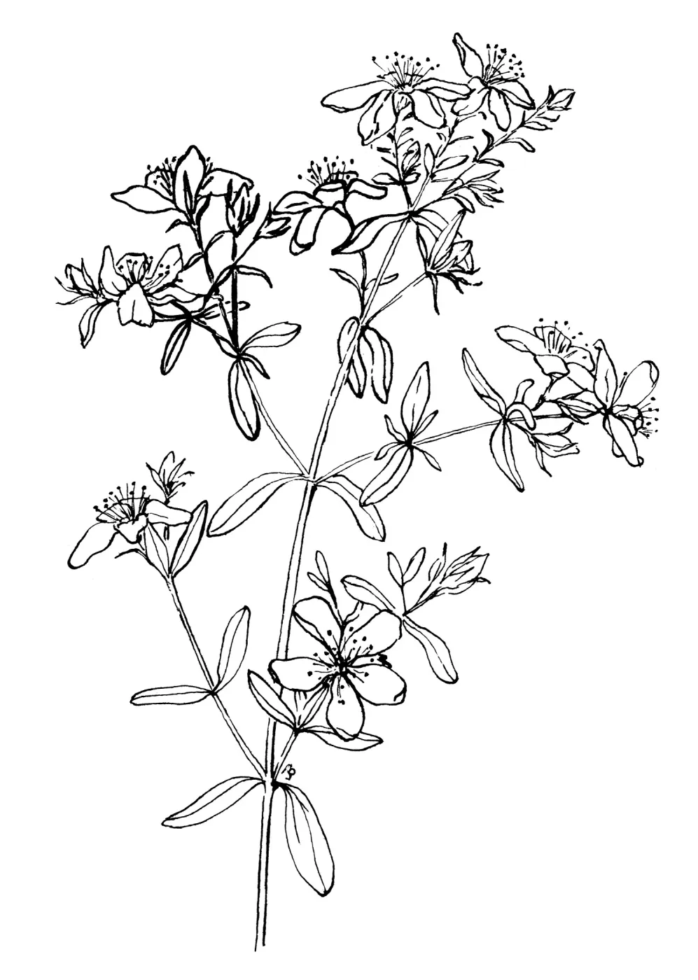 St. Johns Wort