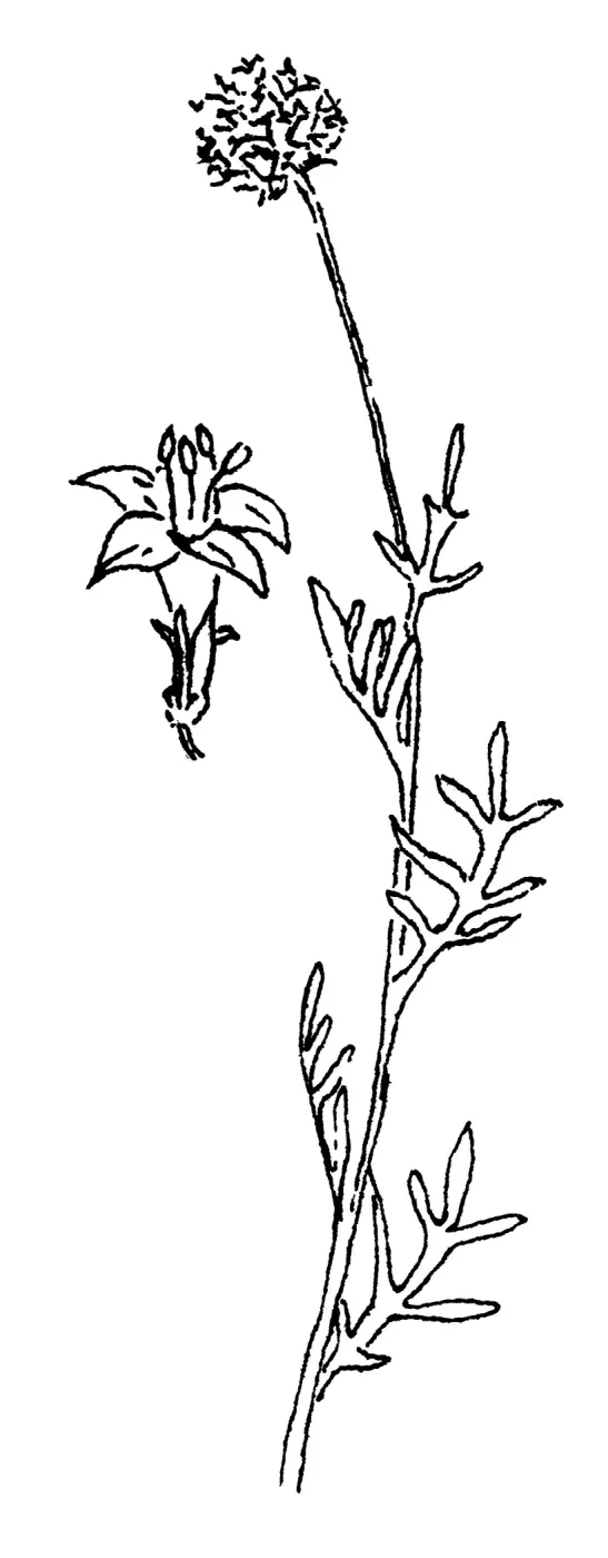 Ball Gilia