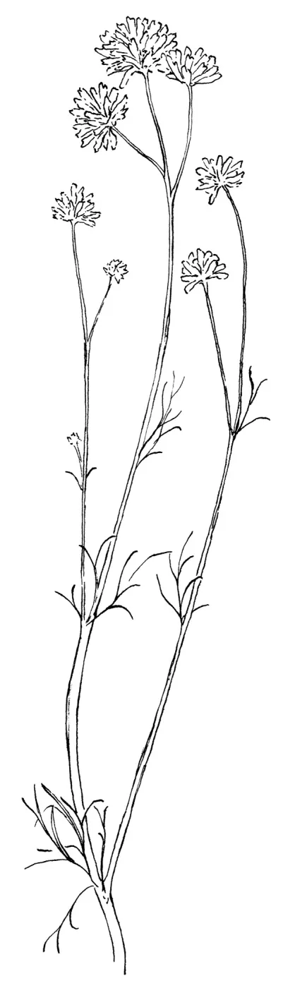 Ball Gilia