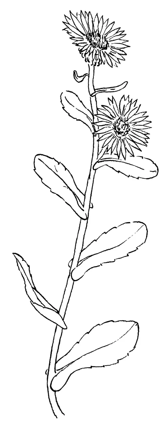 Gum Plant