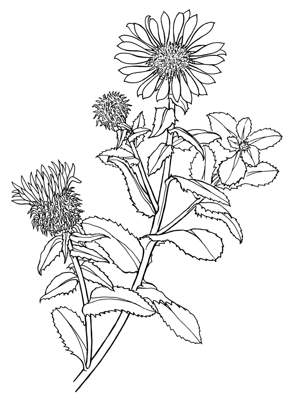 Gum Plant