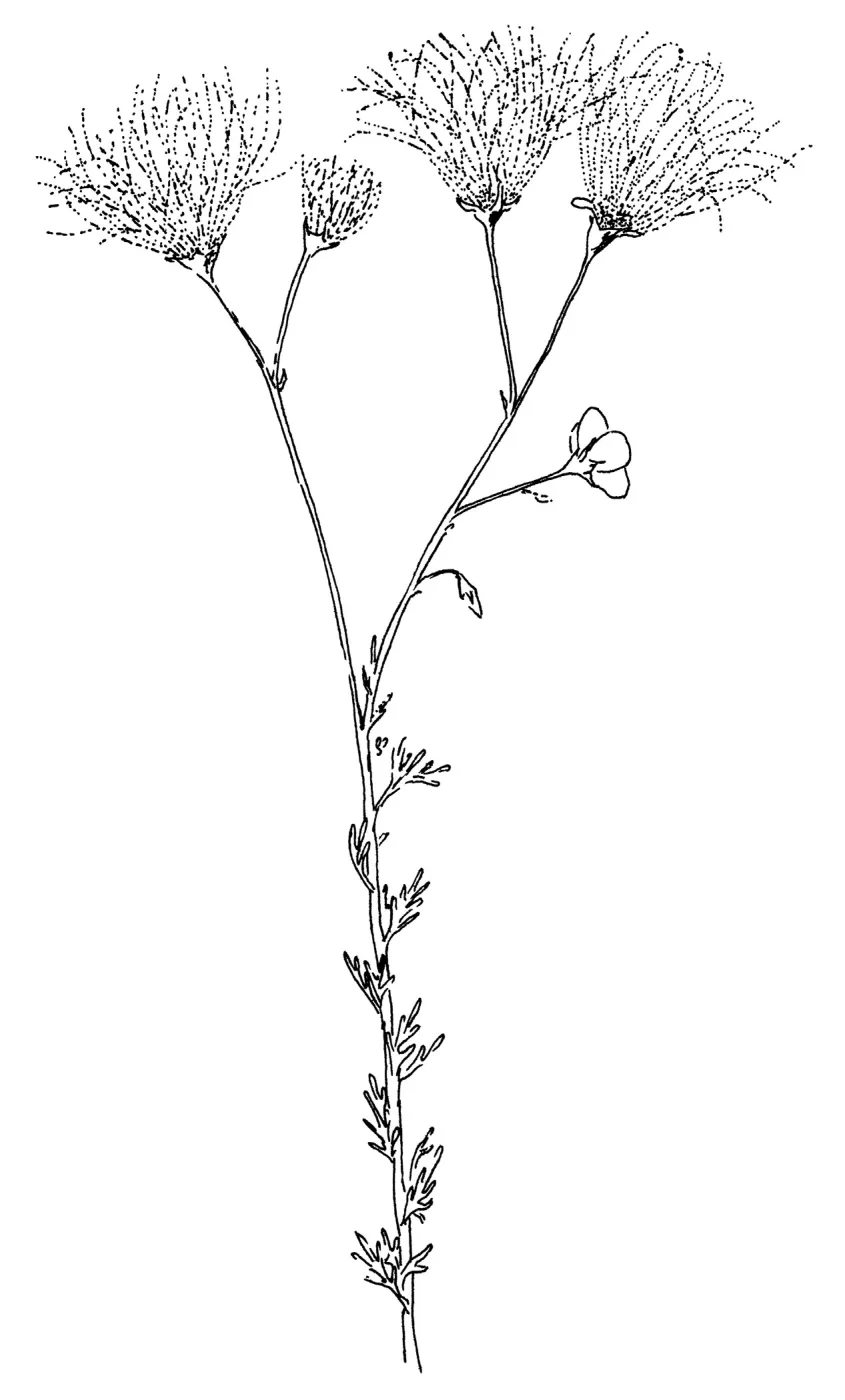 Apache Plume