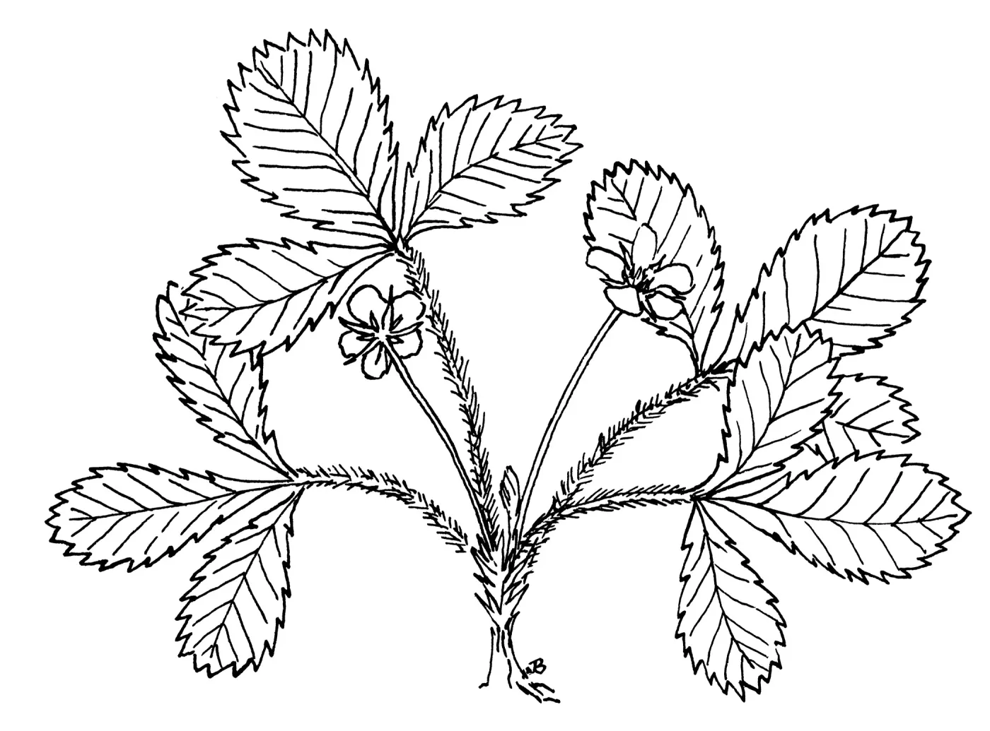 Wood Strawberry