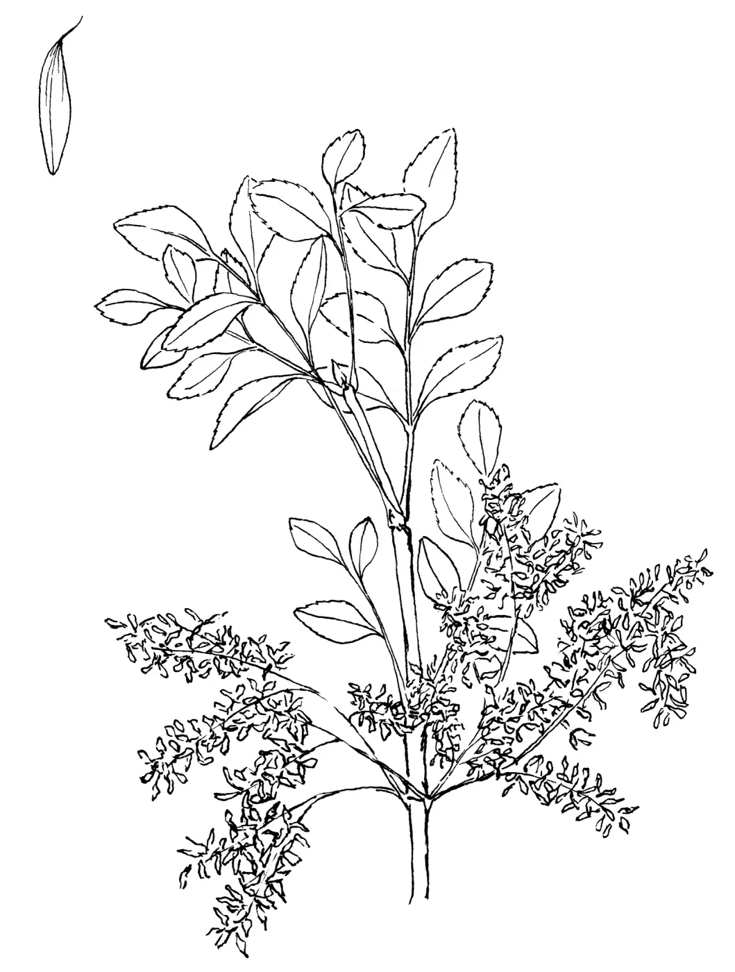 Foothill Ash, Mountain Ash