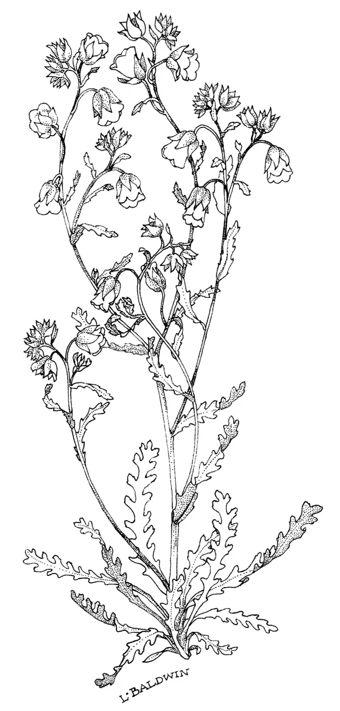 Whispering Bells