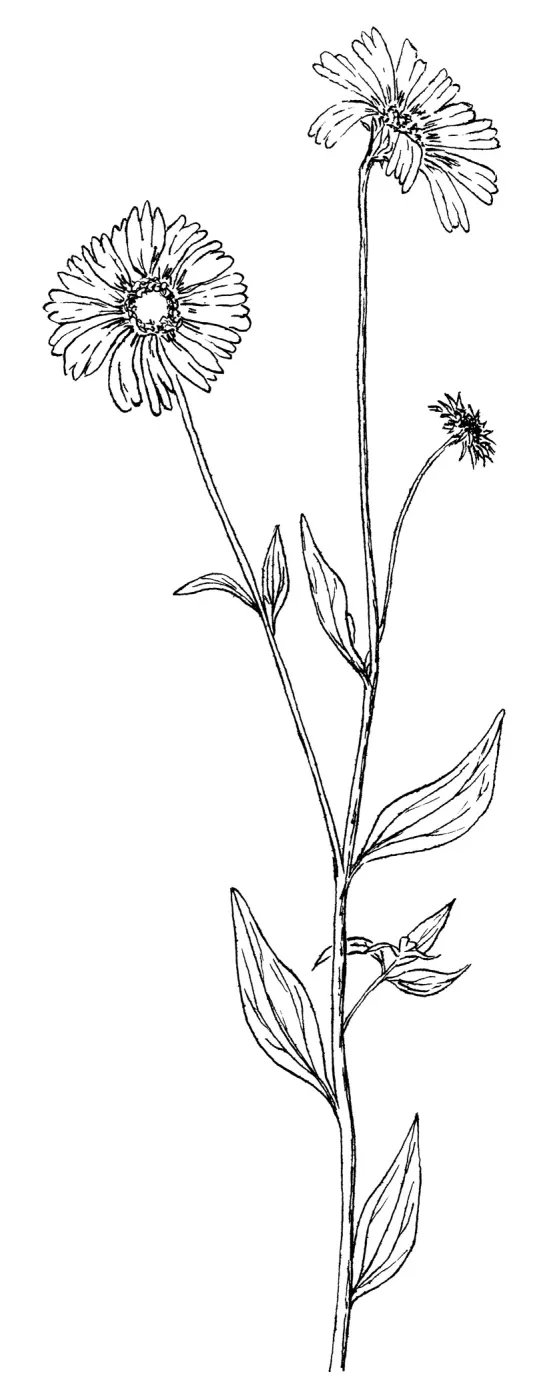 Encelia californicaCalifornia Sunflower, Bush Sunflower