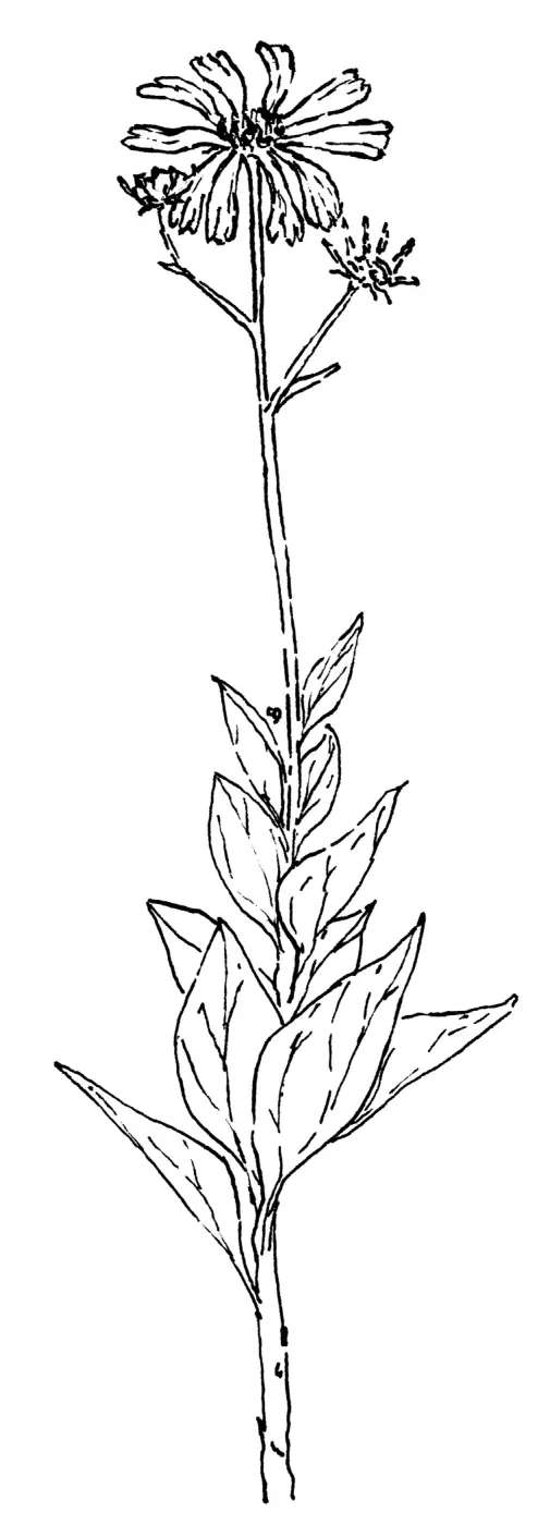 Brittlebush