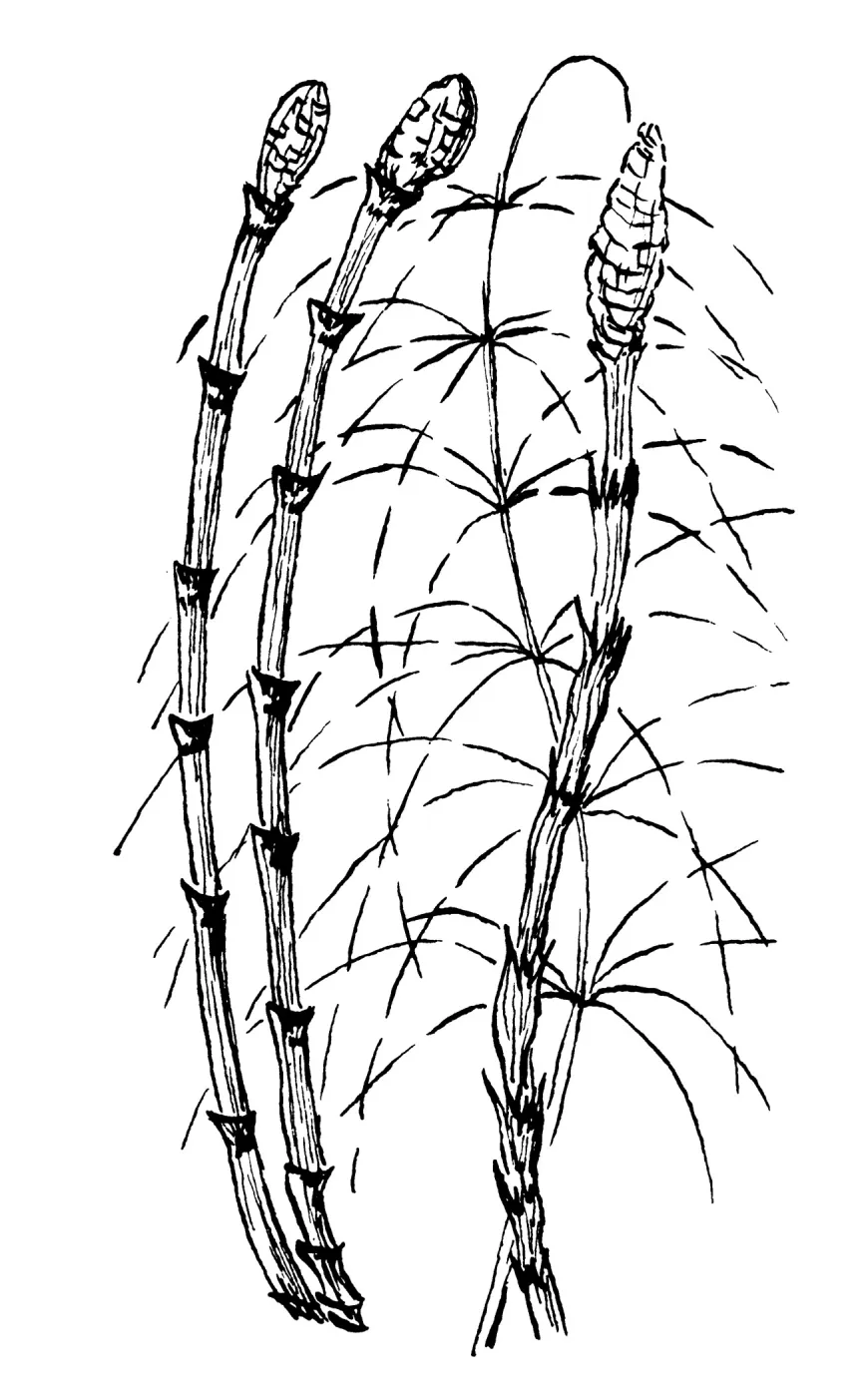 Horsetail