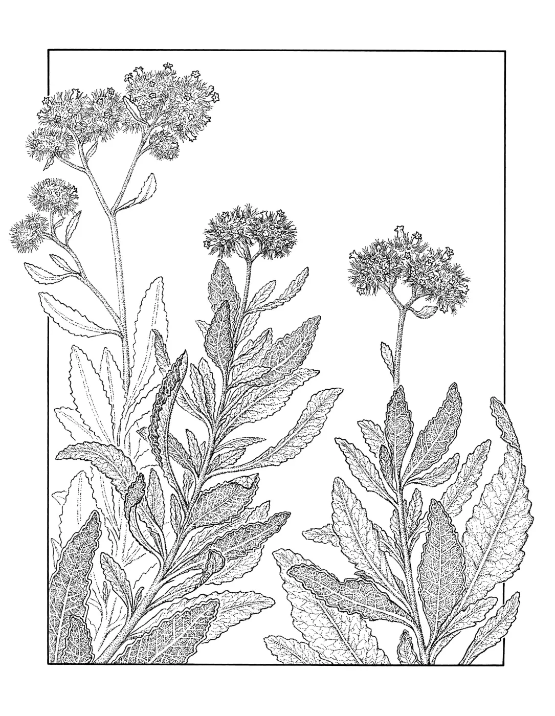 Yerba Santa