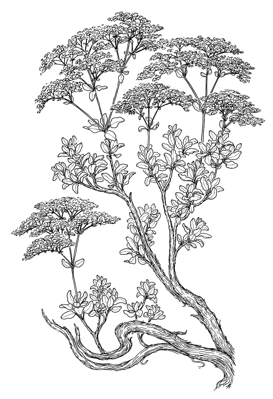 St. Catherines Lace