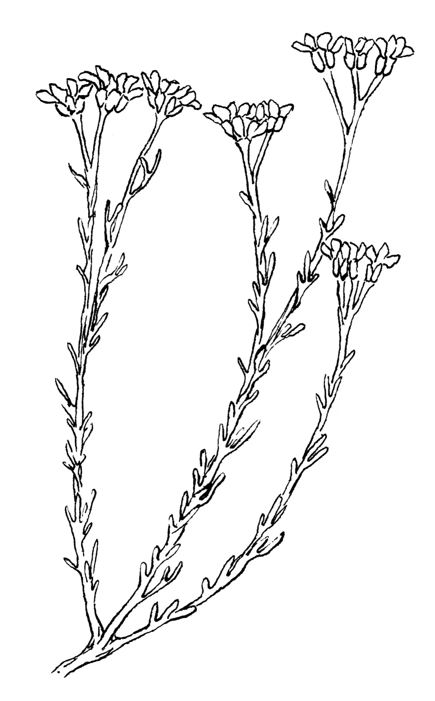 Golden Yarrow