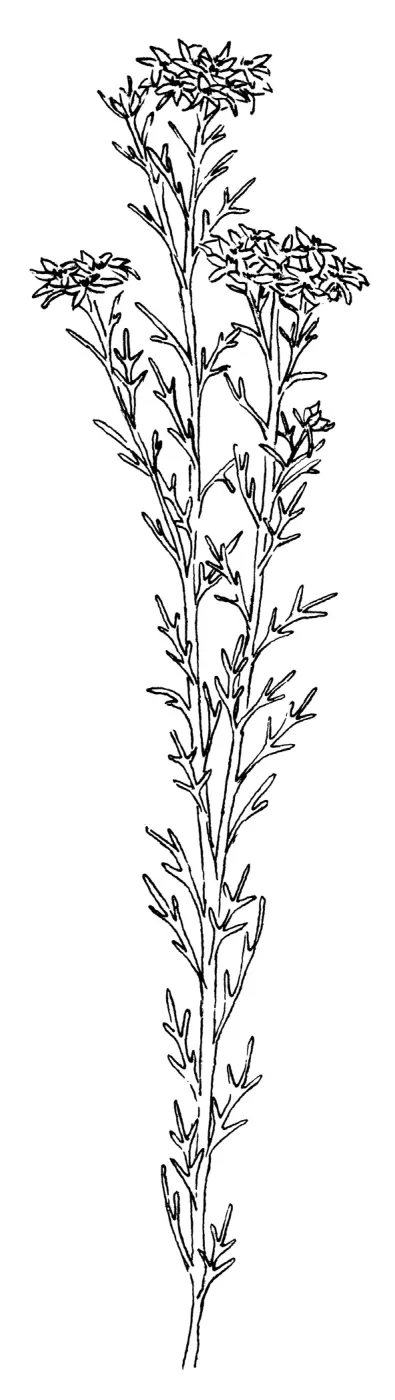 Golden Yarrow