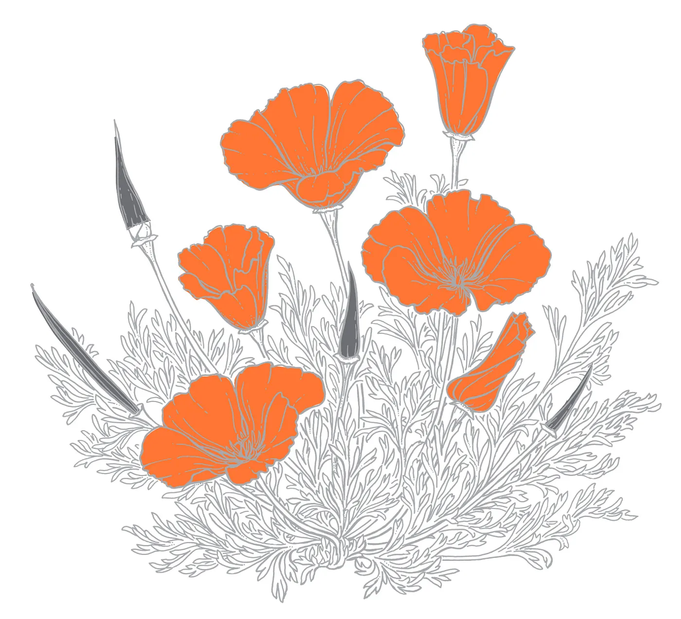 California Poppy