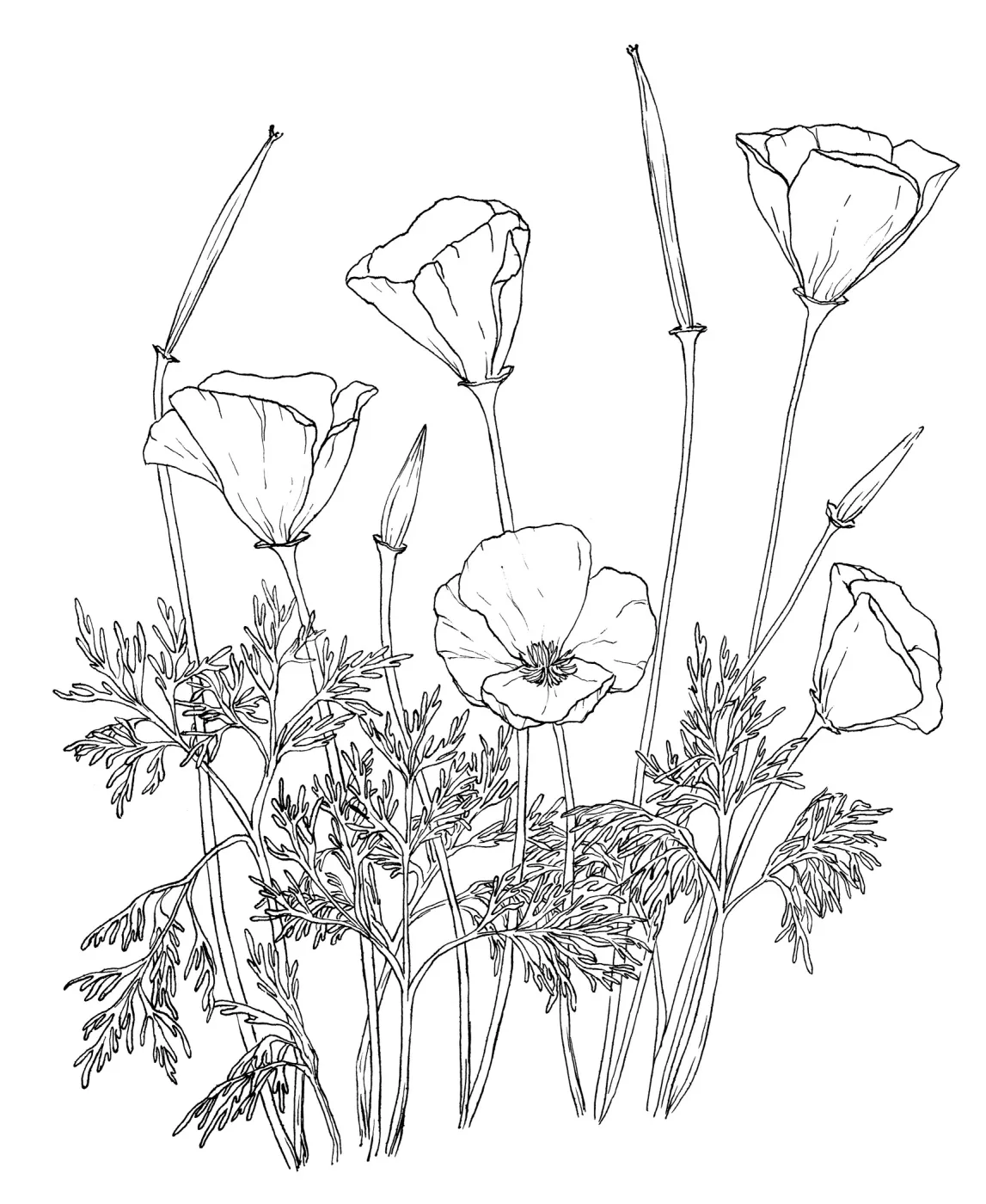California Poppy