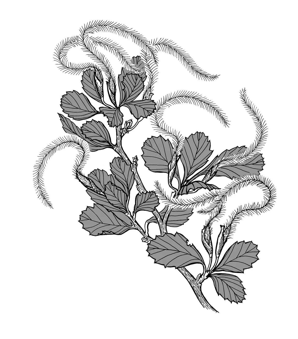 Mountain Mahogany