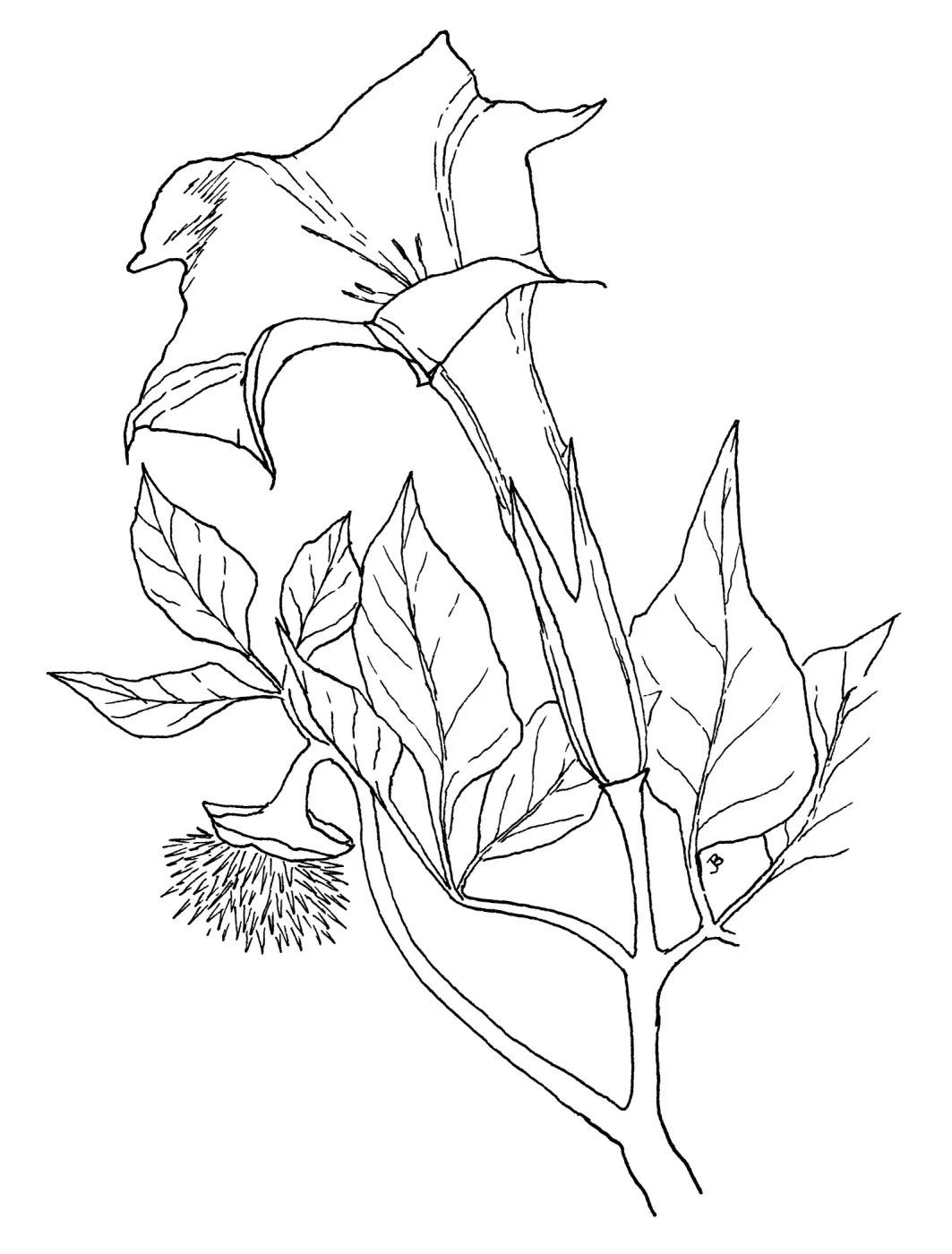Jimson Weed