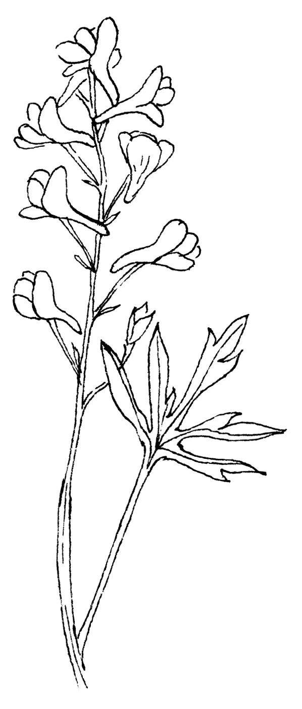Larkspur