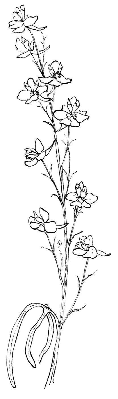 Scarlet Delphinium