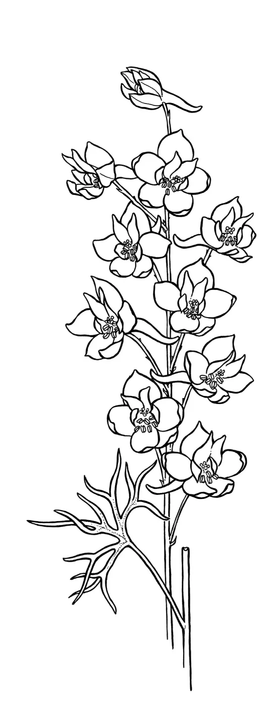 Scarlet Delphinium