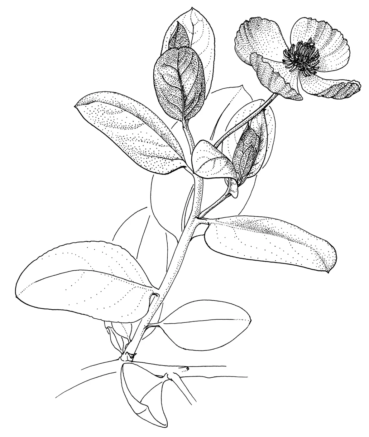 Island Bush Poppy