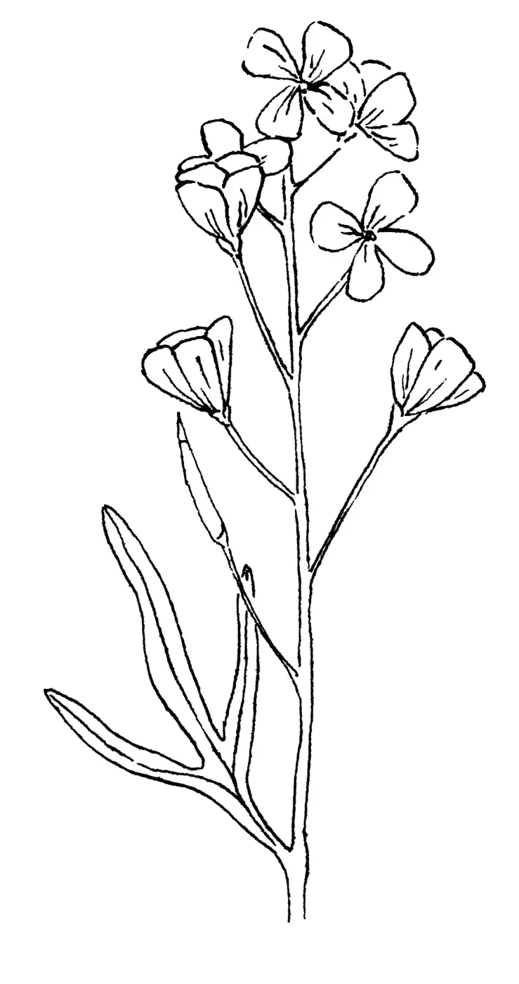 California Toothwort, Milkmaids
