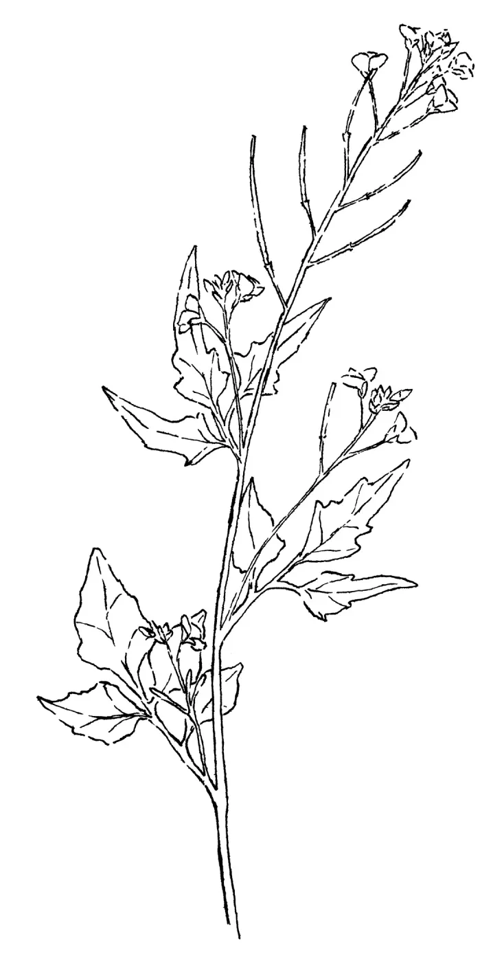 California Toothwort, Milkmaids