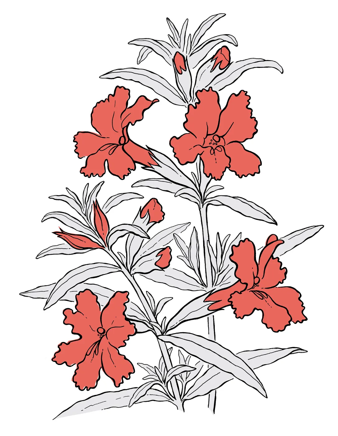 Bush Monkey Flower