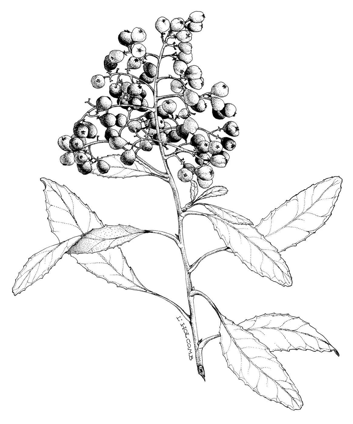 Toyon