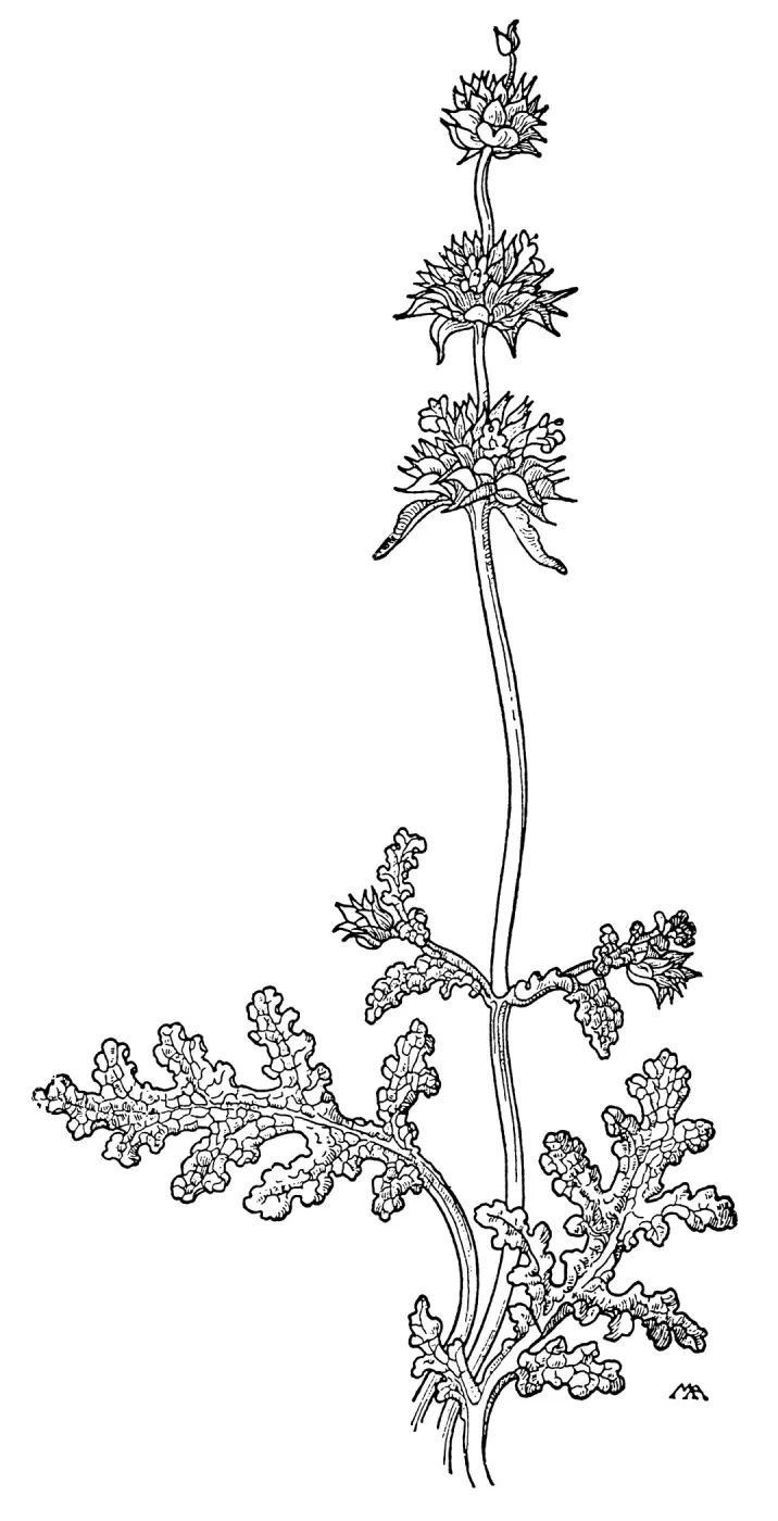 Chia