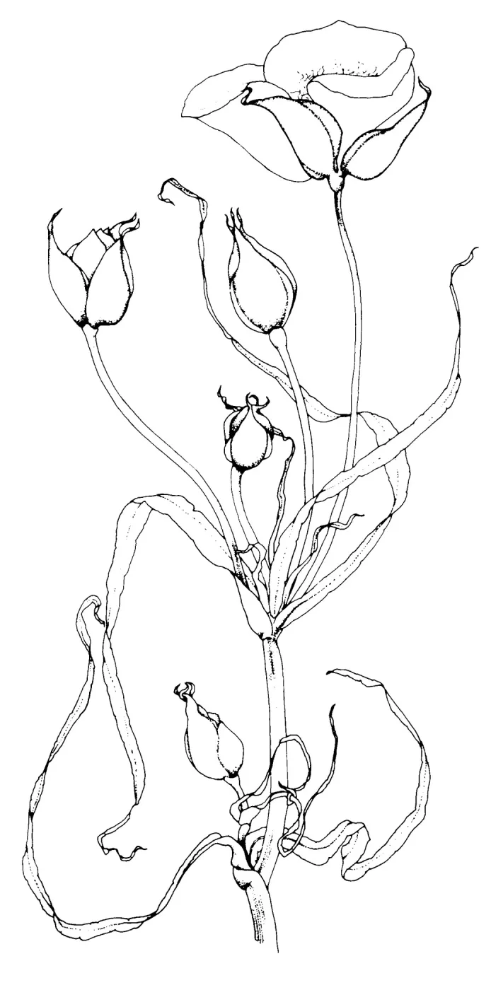 Calochortus clavatus subsp. Clavatus
