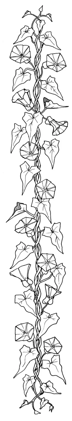 Bindweed