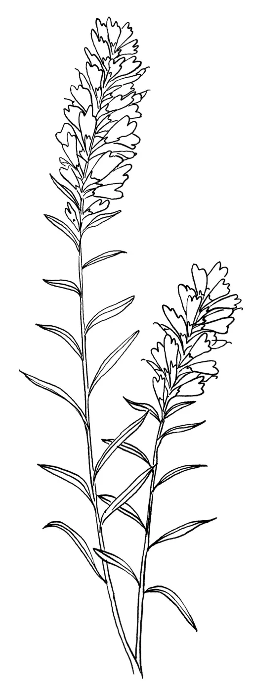 Paintbrush