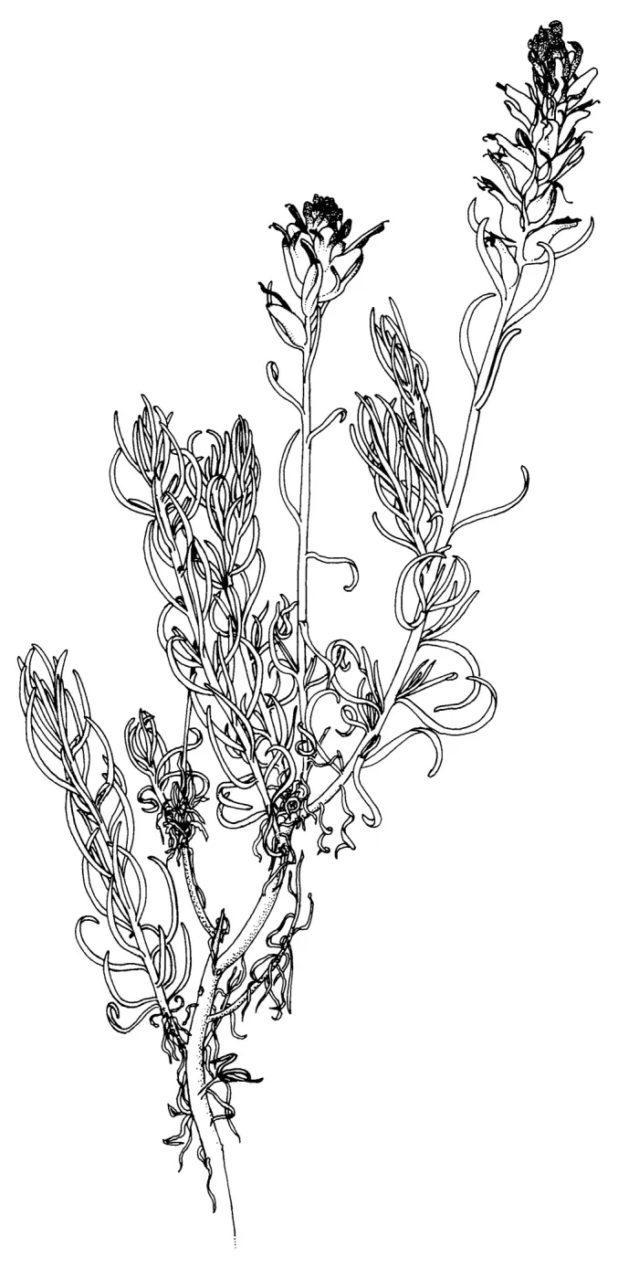 Paint Brush