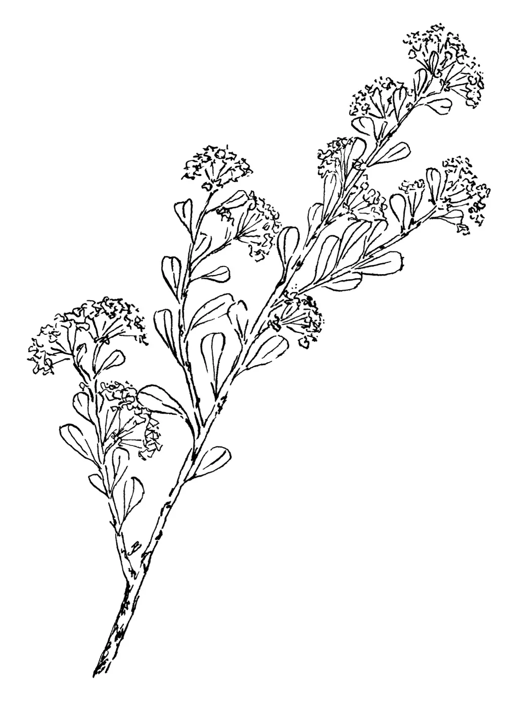 Big Pod Ceanothus