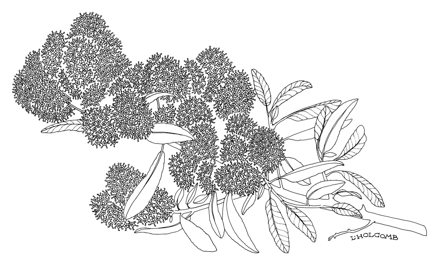 Wheeler Canyon Ceanothus