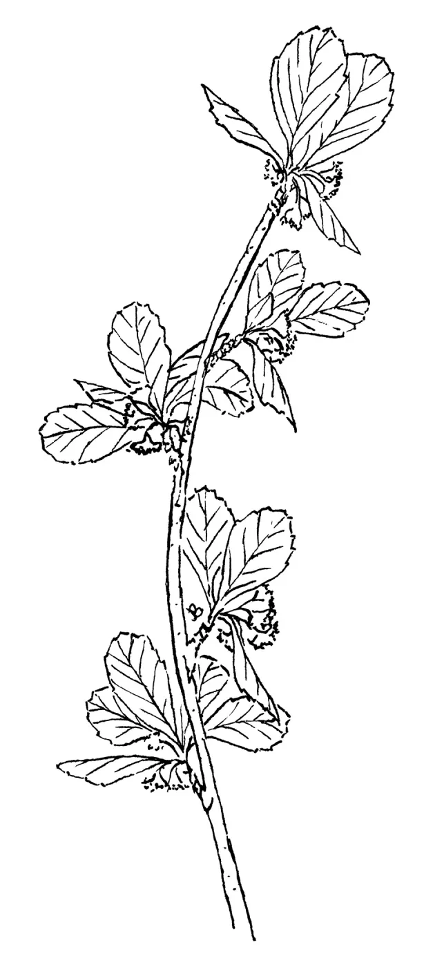 Western Mountain Mahogany