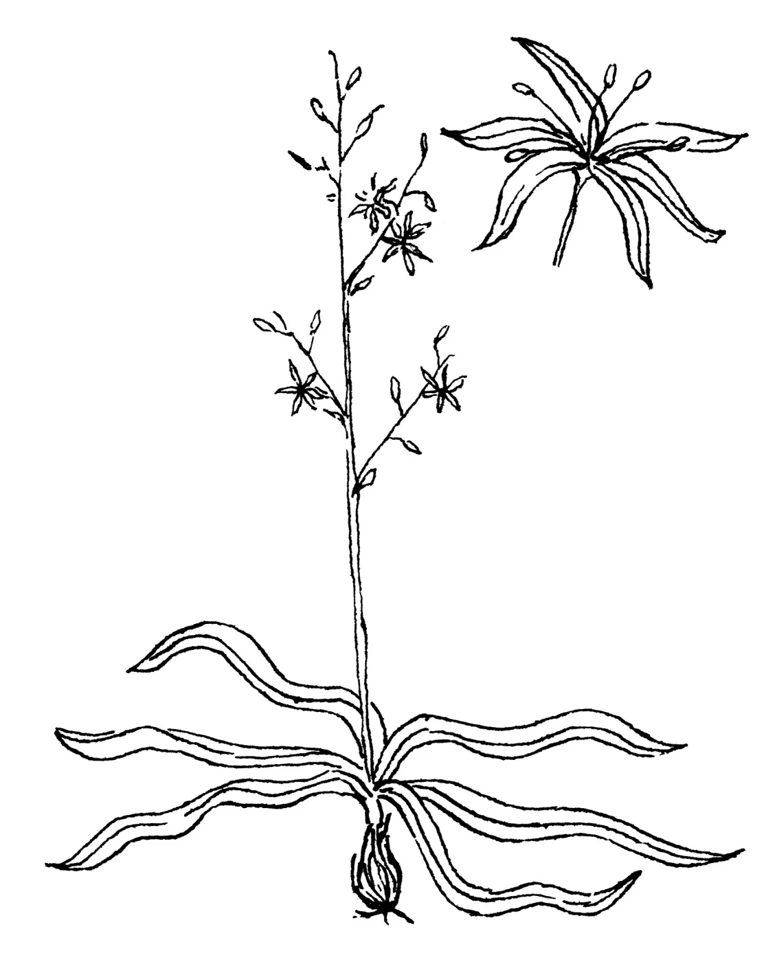 Soap Plant