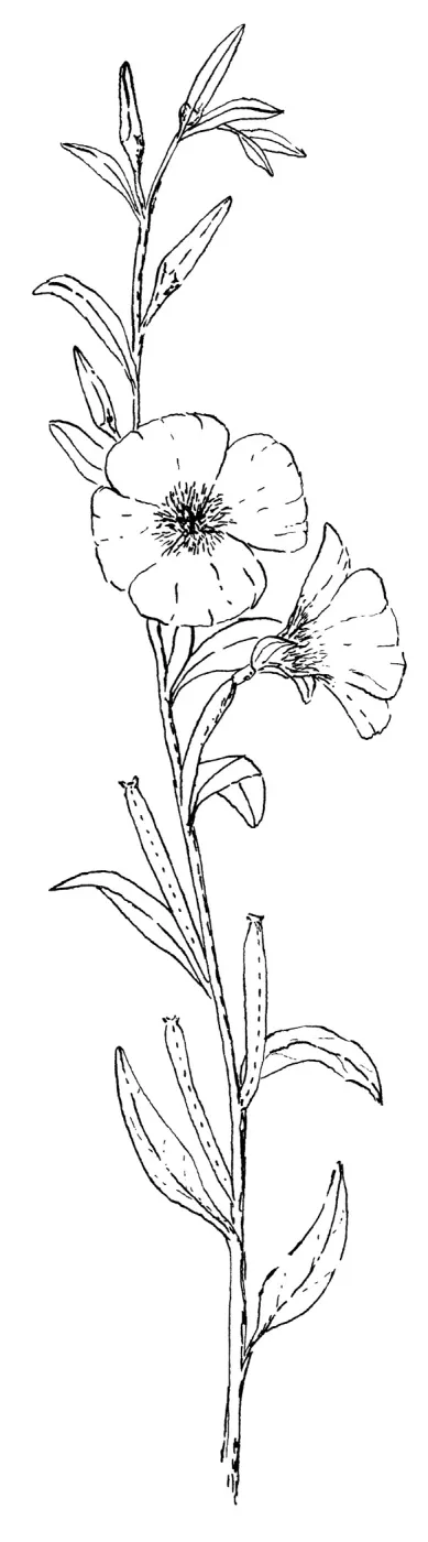 Summer Darling (Farewe;;-to-Spring) 