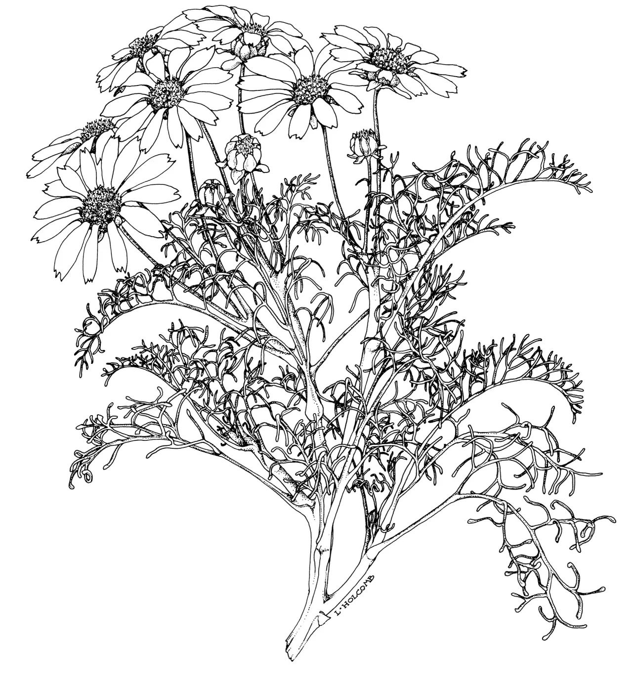 Sea Dahlia