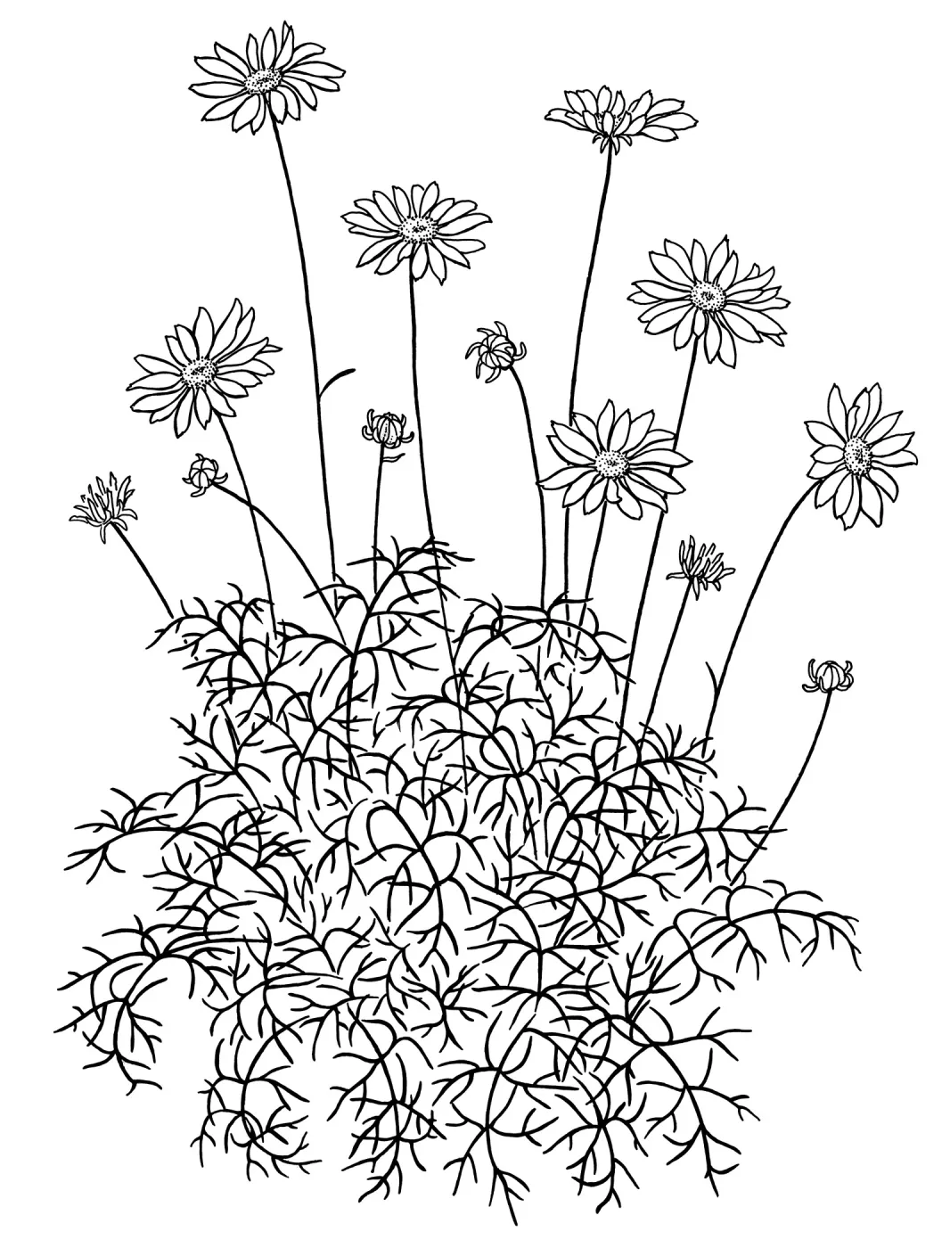 Sea Dahlia