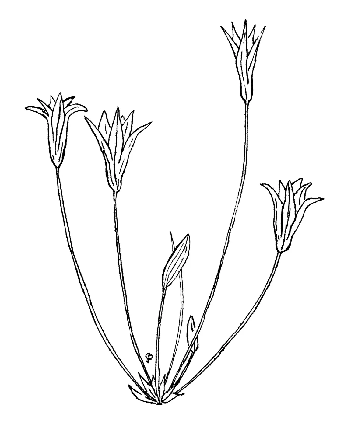 Harvest Brodiaea