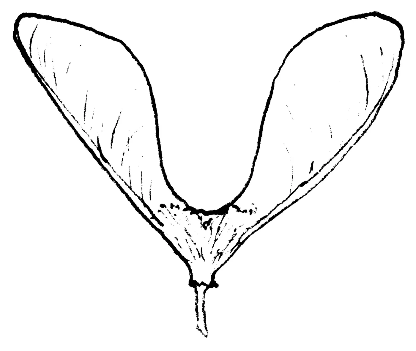 Maple